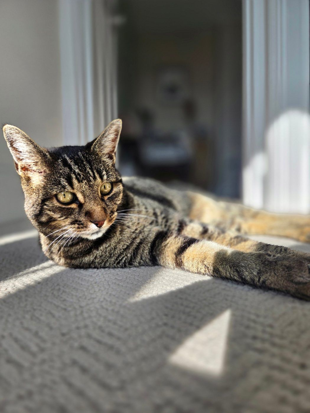 Pets photo by Kelsey